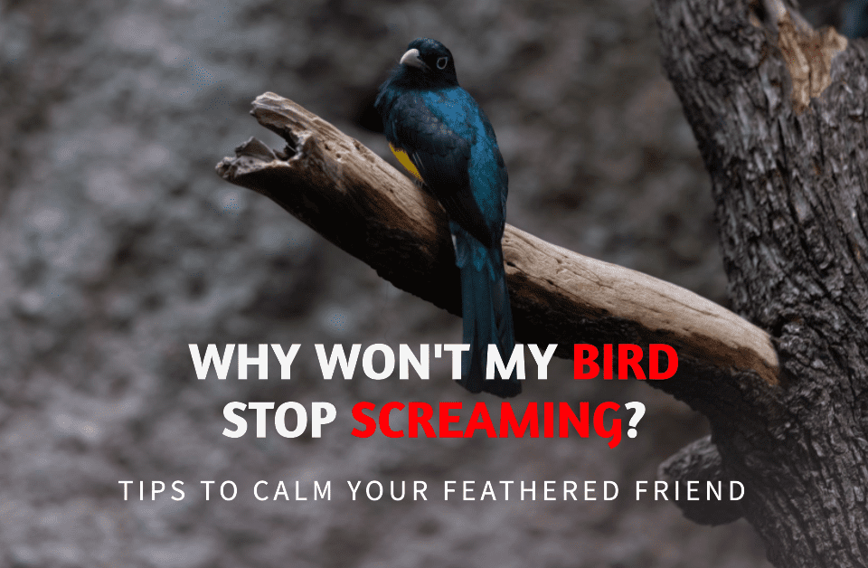 Why won't my bird stop screaming?