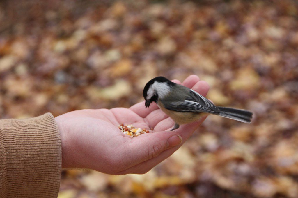 Bird Eating Food from Hands