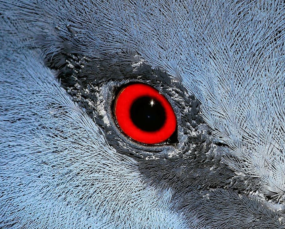 Blood Vessels Bird's Eye