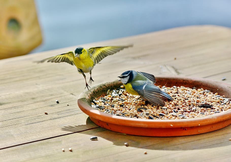 Food Scarcity Birds