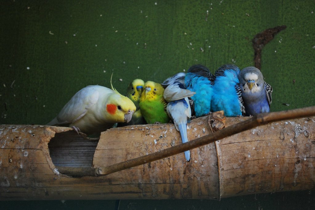 Bird Social Behaviour