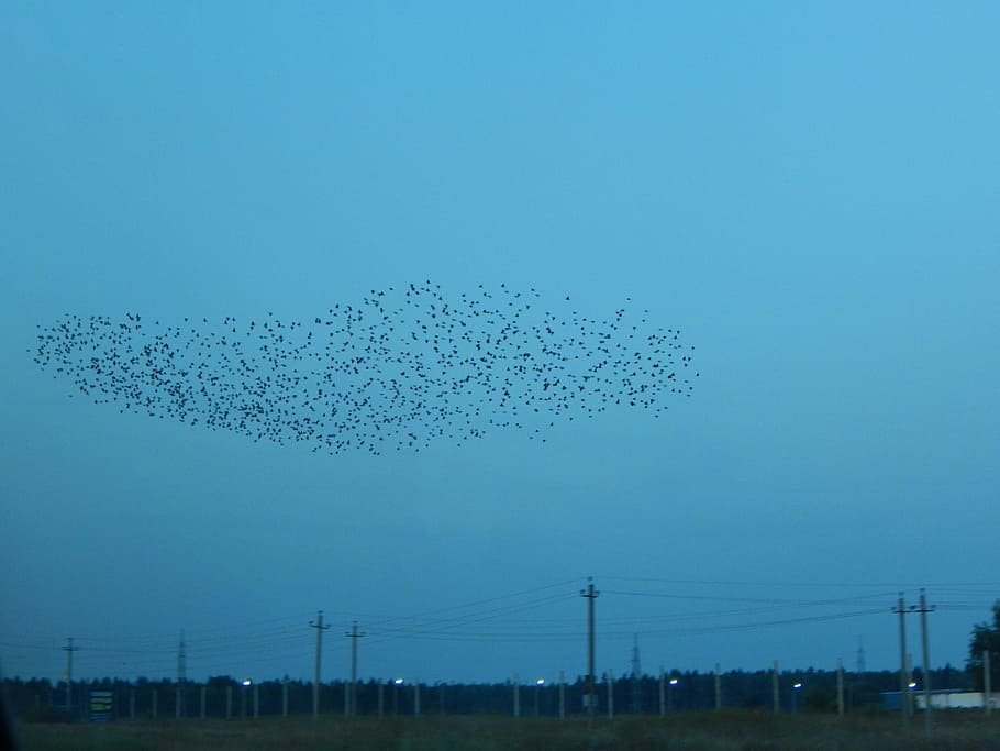 Birds in Air