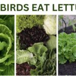 Can Birds Eat Lettuce?