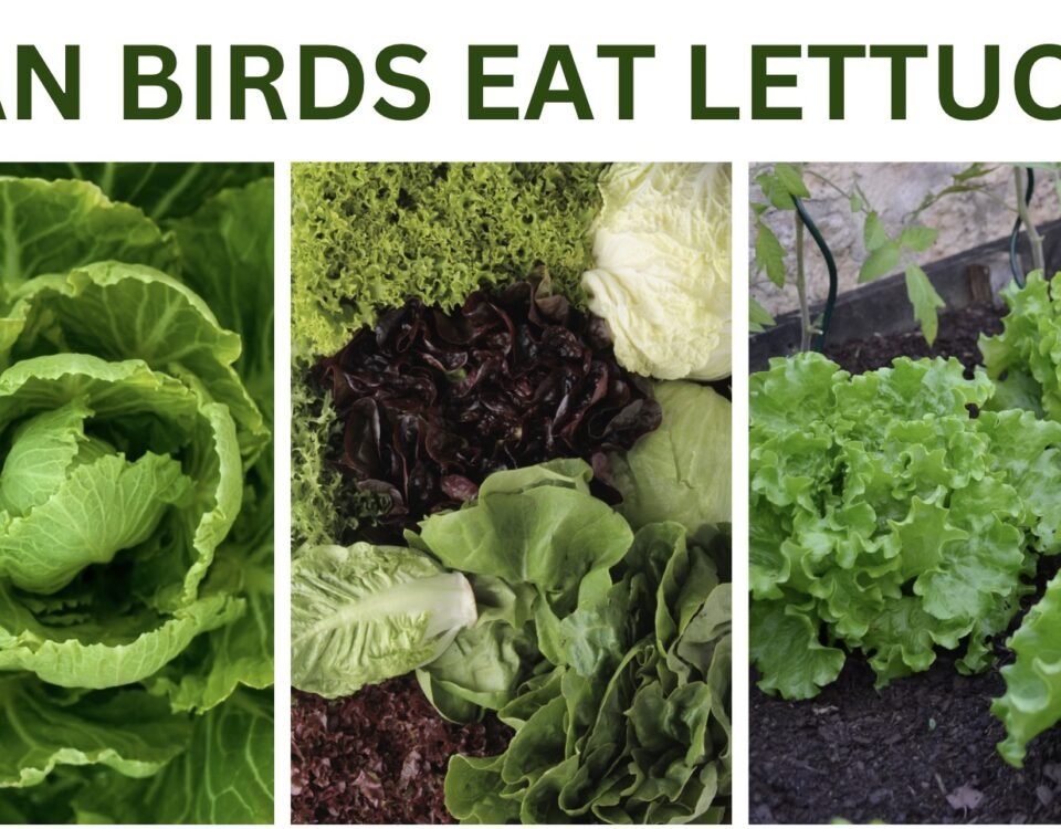 Can Birds Eat Lettuce?