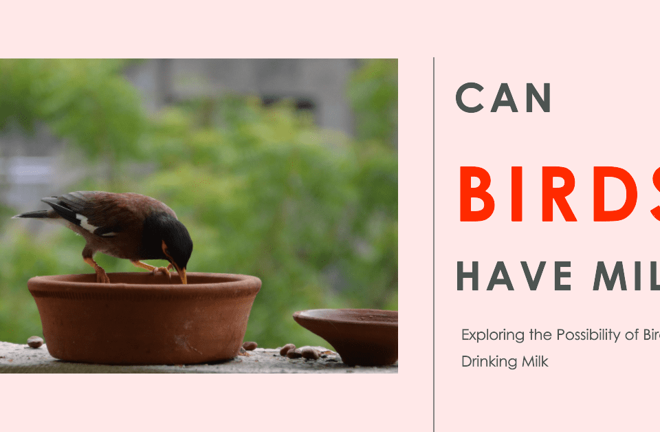 Can Birds Have Milk?