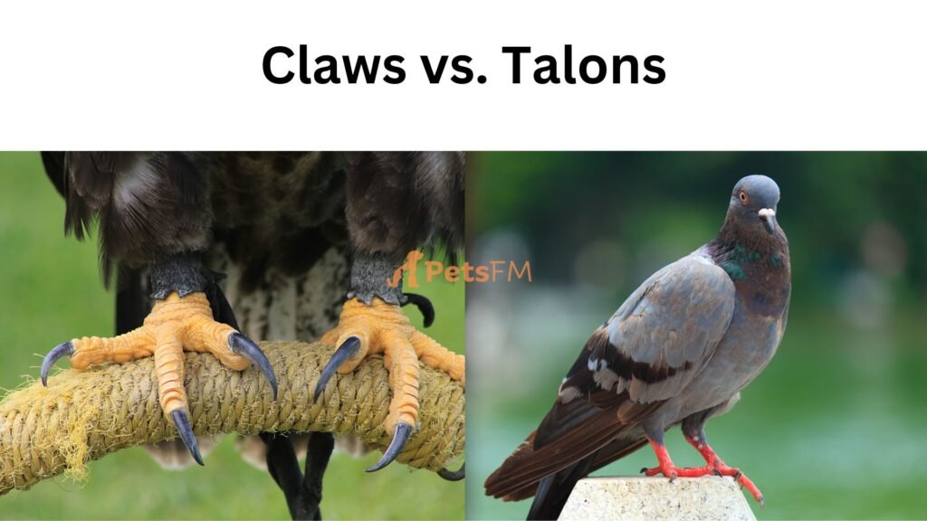 Claws Vs. Talons
