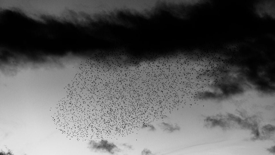 Birds before storm