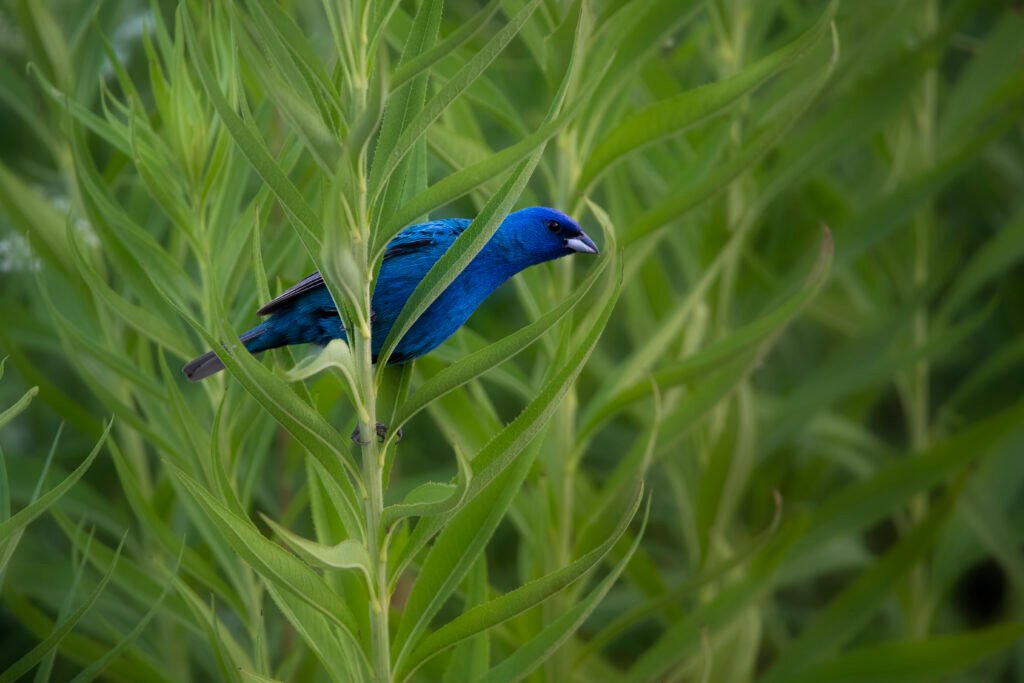 Blue Bird in Grass