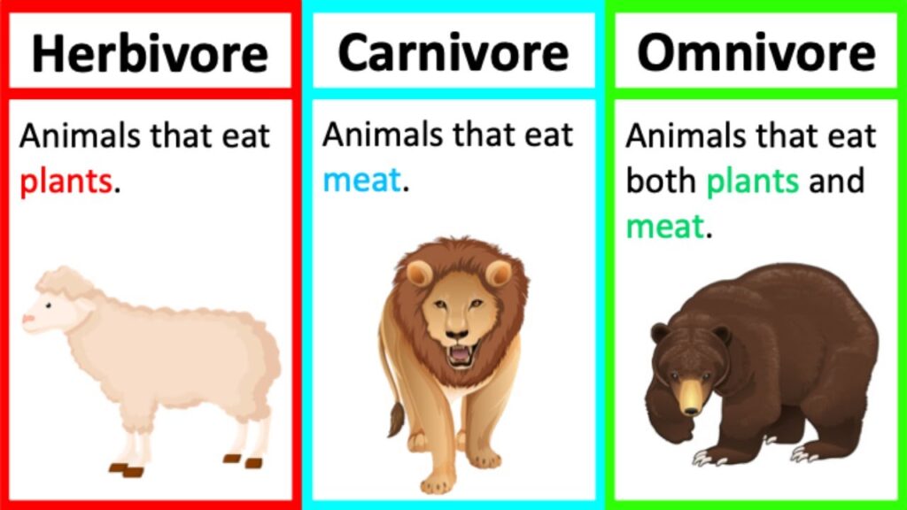 Omnivore Herbivore Carnivore