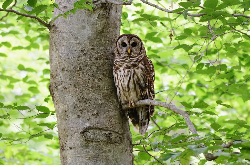Owl on a Tree