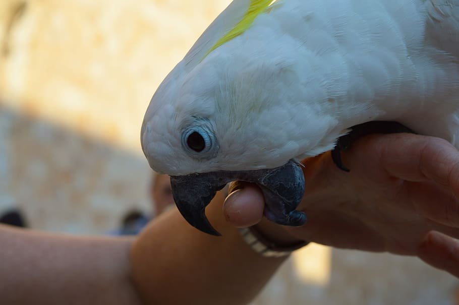 Parrot Biting