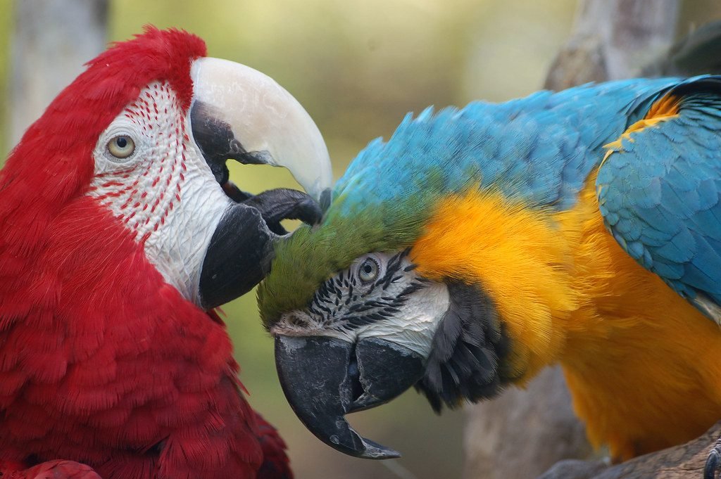 Preening Parrots