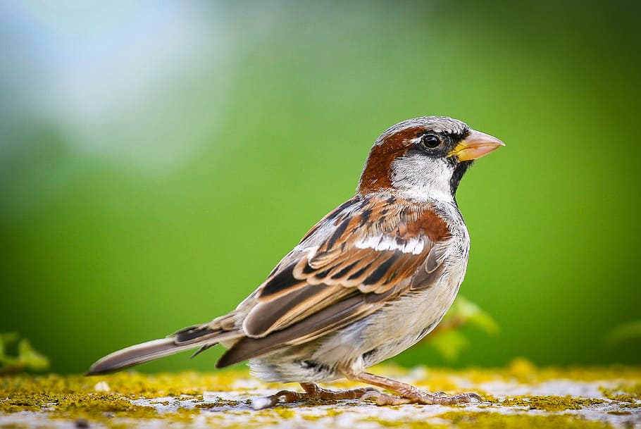 Sparrow Closeup