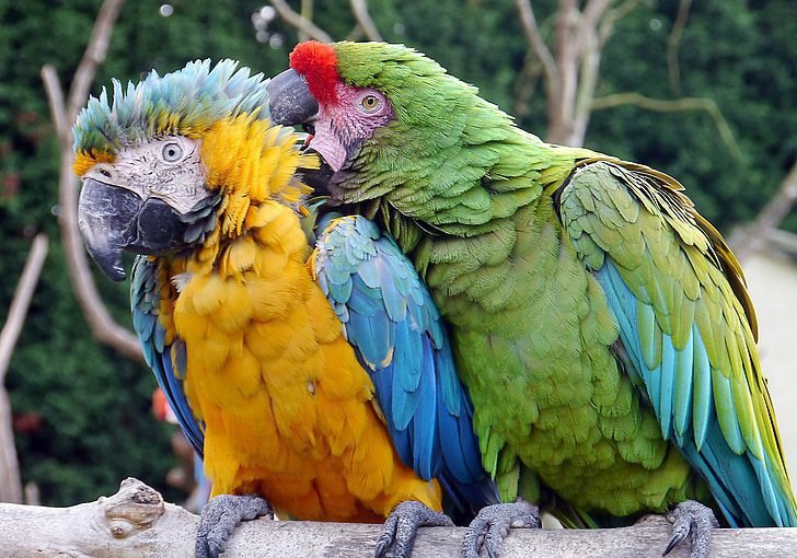 Jealousy Factor in Parrots