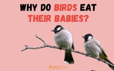 Why Do Birds Eat Their Babies? How To Prevent It?
