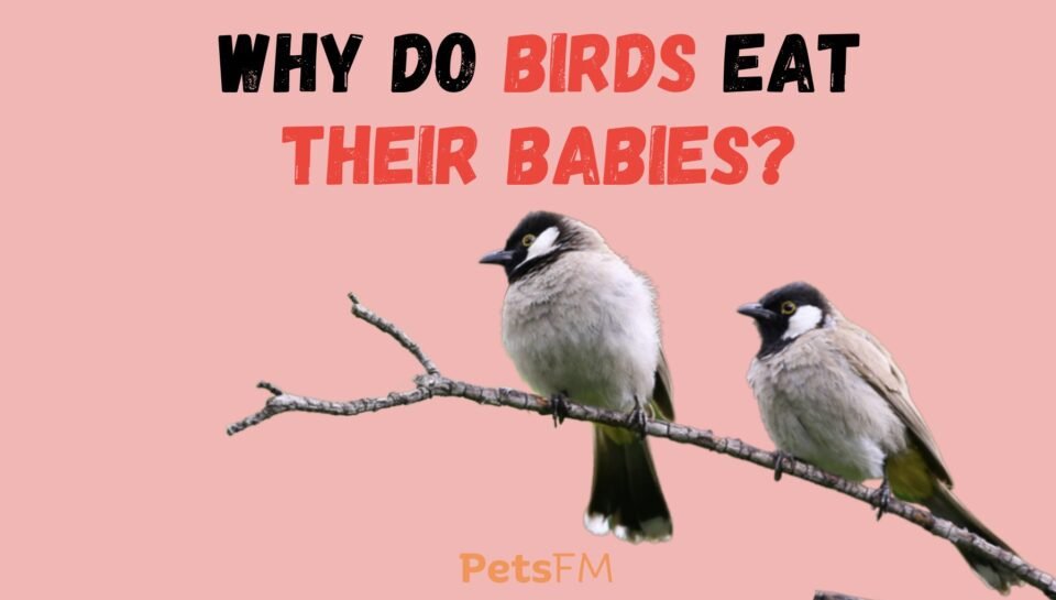 Why Do Birds Eat Their Babies?