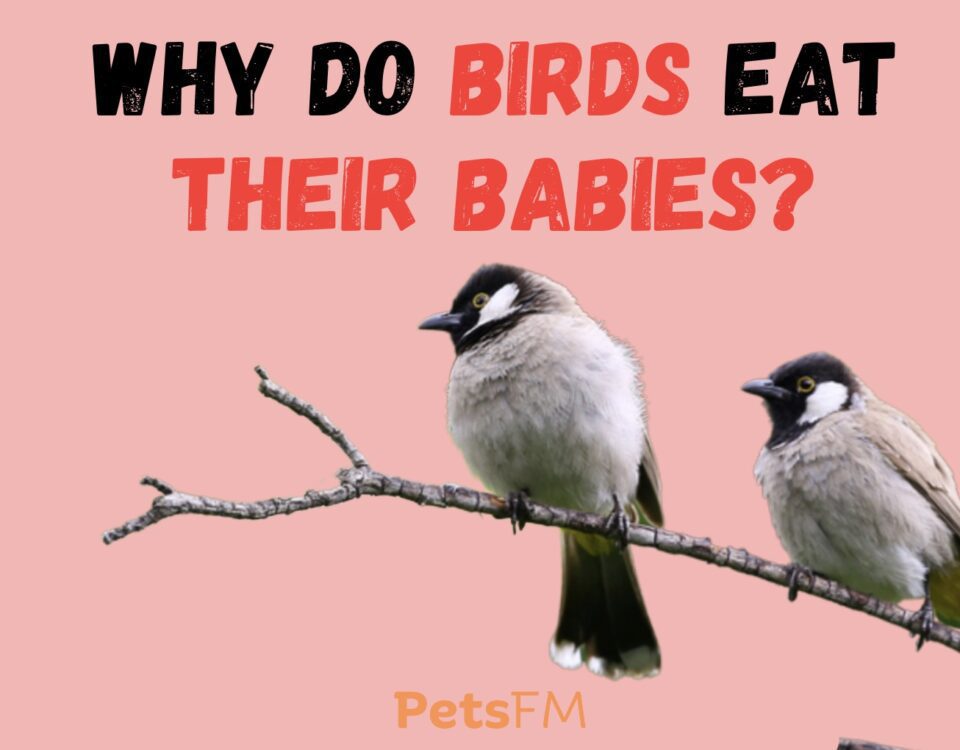 Why Do Birds Eat Their Babies?