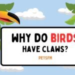 Why Do Birds Have Claws