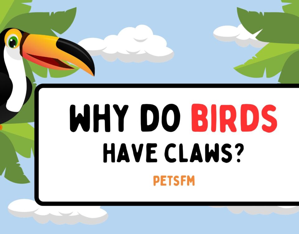 Why Do Birds Have Claws