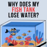 Why Does My Fish Tank Lose Water?