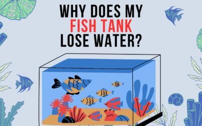 Why Does My Fish Tank Lose Water? Causes & Solutions!