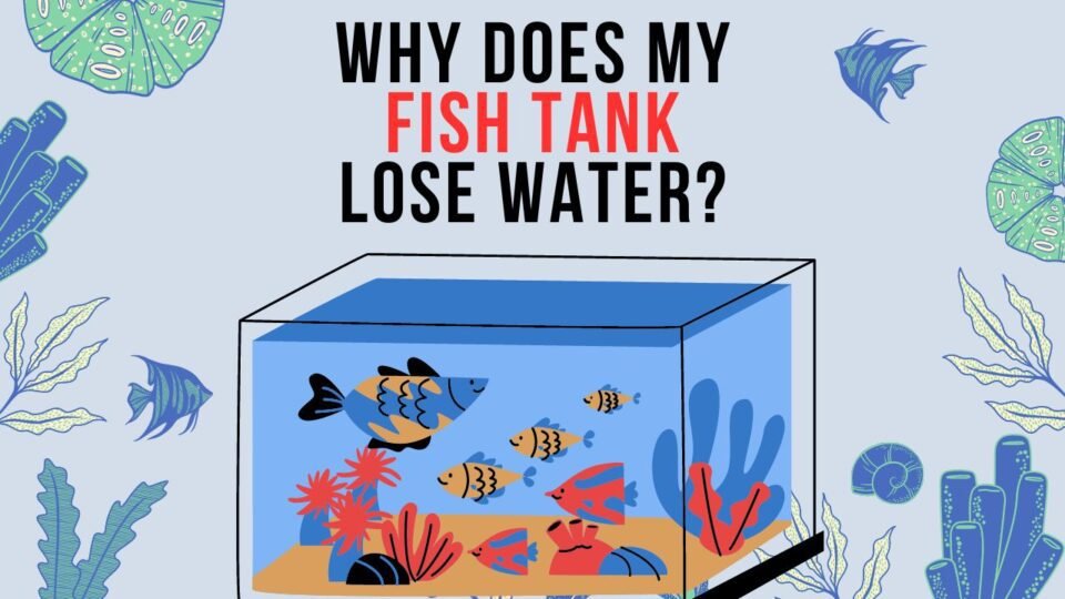Why Does My Fish Tank Lose Water?