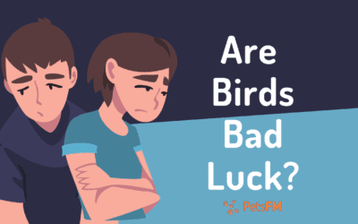 Is It True That Birds Are Bad Luck? Myth Debunked