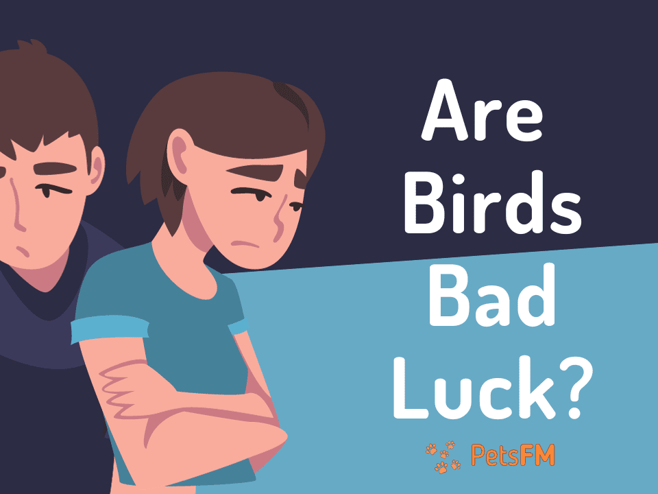 Are Birds Bad Luck?