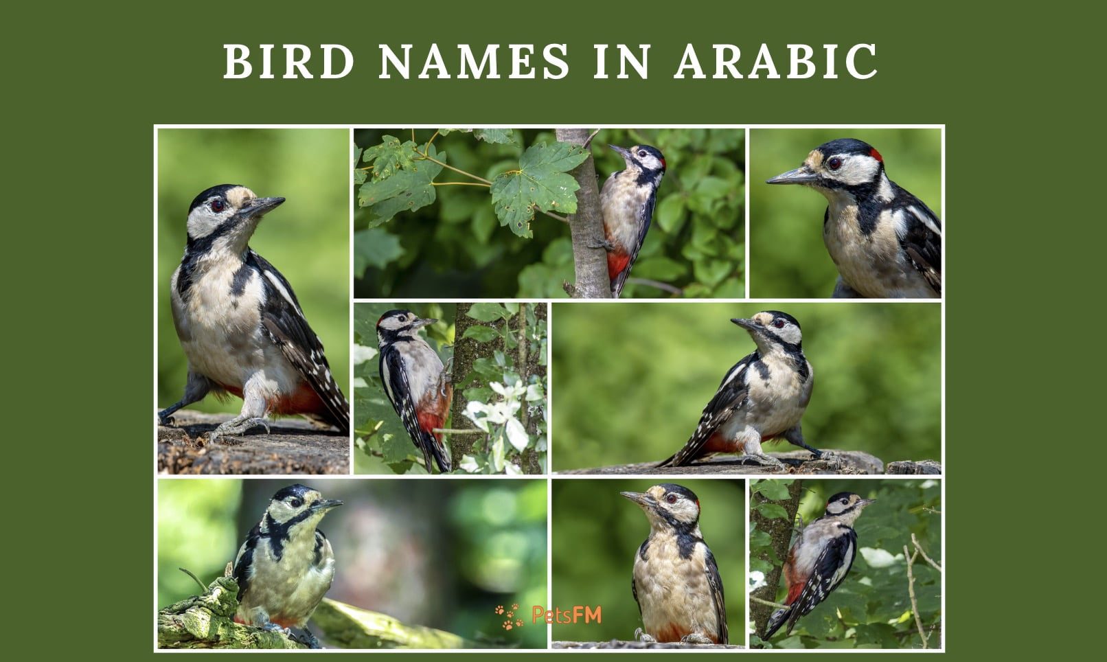 100-bird-names-in-arabic-with-translation-in-english-updated