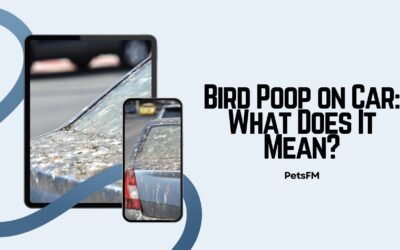 Bird Poop On Car Symbolic Meaning: Superstitions & Beliefs