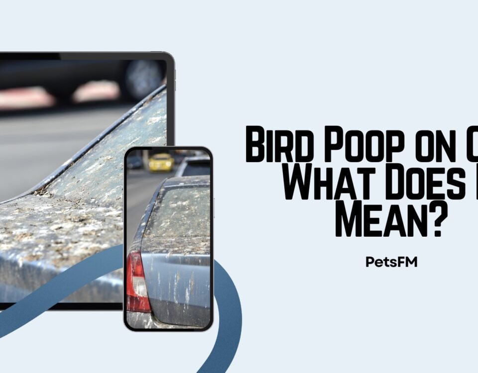 Bird poop on the car meaning
