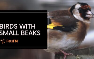 15+ Birds With Small Beaks (Facts & Photos Included)