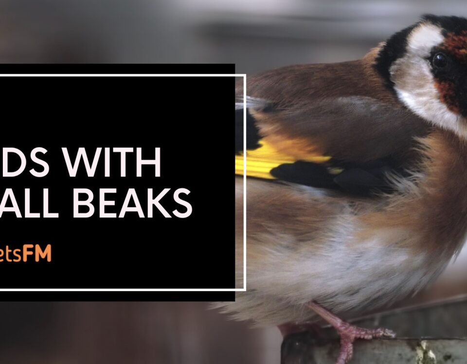 Birds With Small Beaks