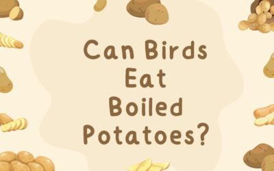 Can Birds Eat Boiled Potatoes? Is It Safe For Them?