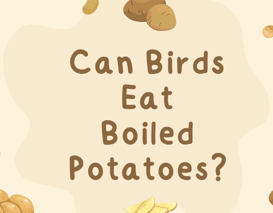 Can Birds Eat Boiled Potatoes
