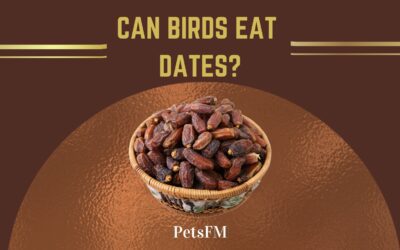 Can Birds Eat Dates? (Which Species + How To Feed)