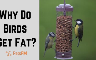 Can Birds Get Fat? (How To Fix And Prevent Obesity)