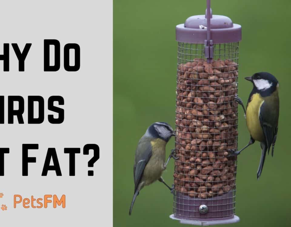 Can Birds Get Fat?