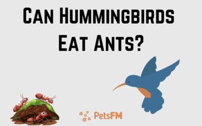 Can Hummingbirds Eat Ants? What You Need to Know