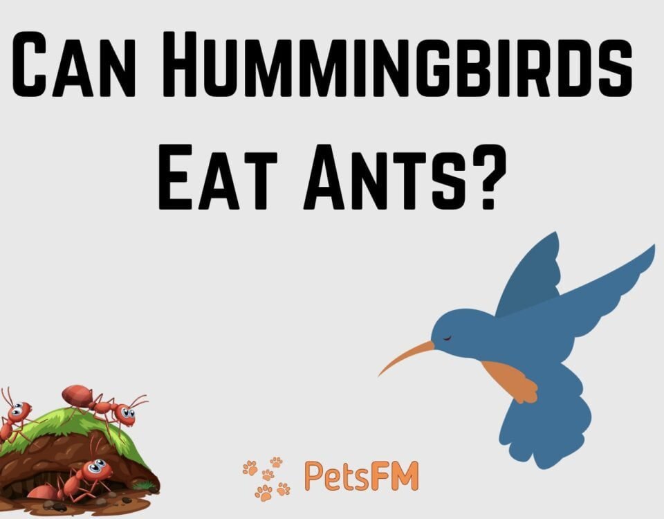 Can Hummingbirds Eat Ants