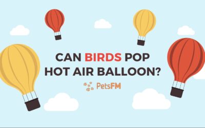 Can a Bird Pop A Hot Air Balloon? Should You Be Worried?