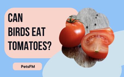 Can Birds Eat Tomatoes? [Safe Vs. Unsafe Types]