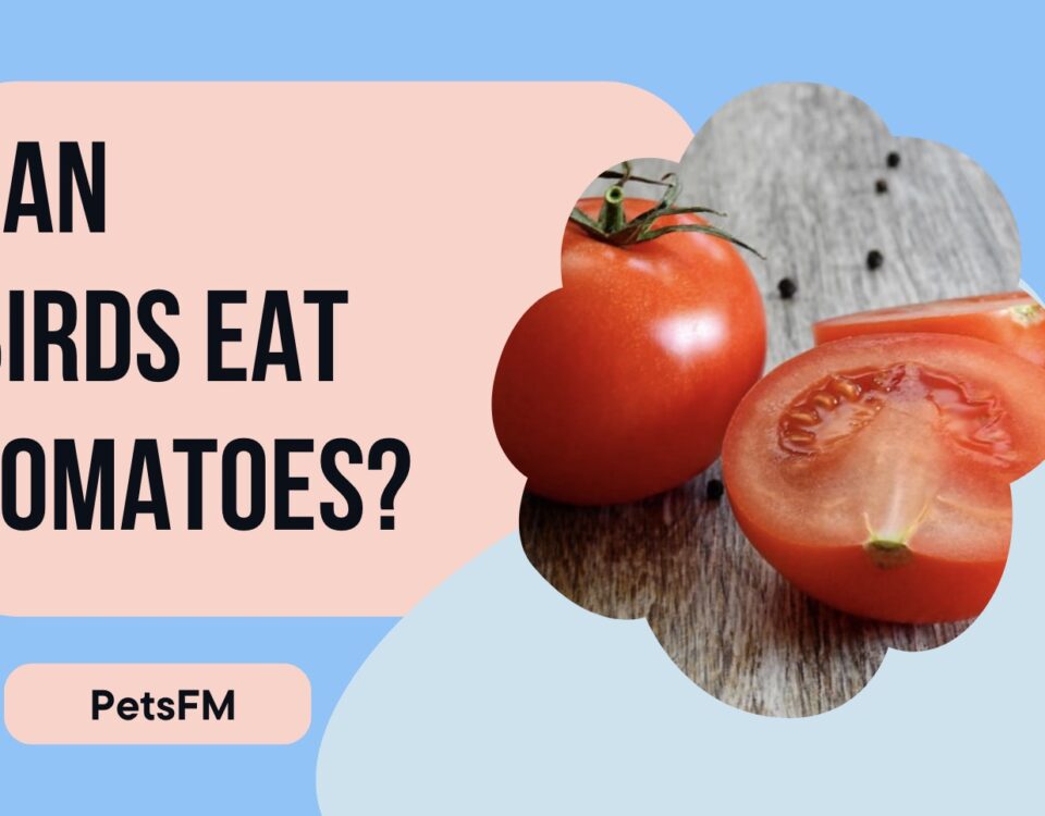 Can birds eat tomatoes?