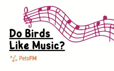 Do Birds Like Music? Different Bird Species Analyzed