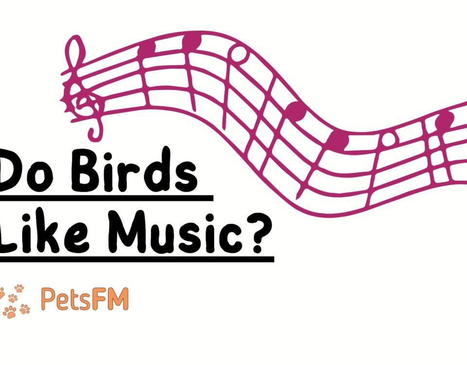 Do Birds Like Music?