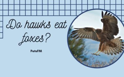 Do Hawks Attack & Eat Foxes? Your Question Answered