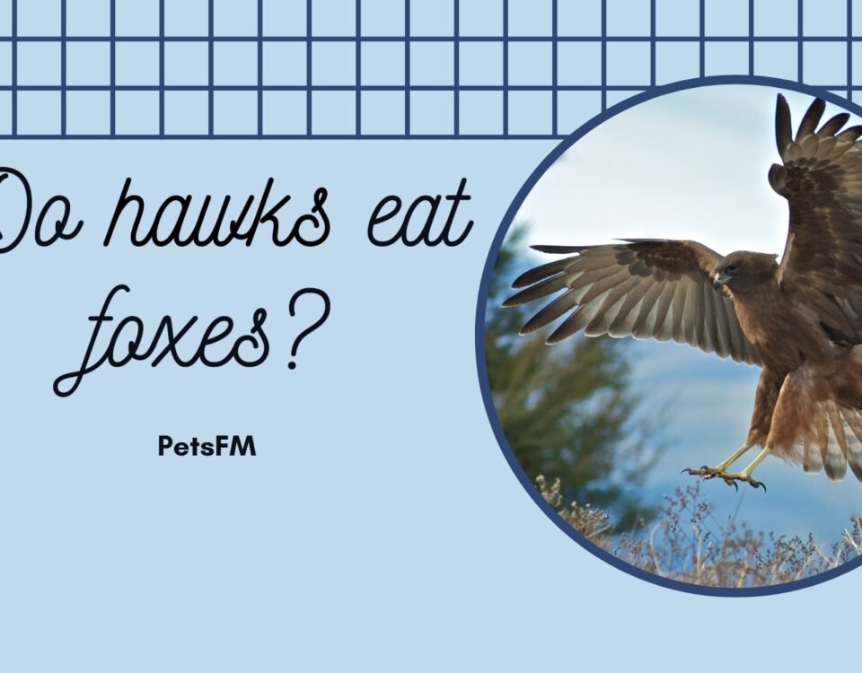 Do Hawks Eat Foxes?