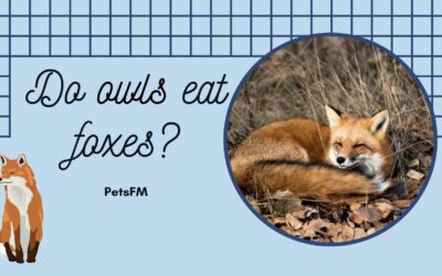 Do Owls Attack & Eat Foxes? Facts & Questions Answered