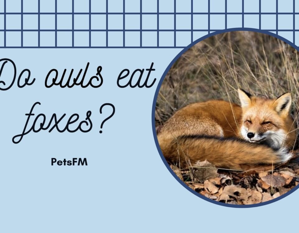 Do owls eat foxes?