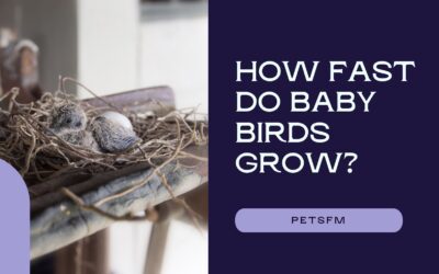 How Fast Do Baby Birds Grow? Timeline Explained